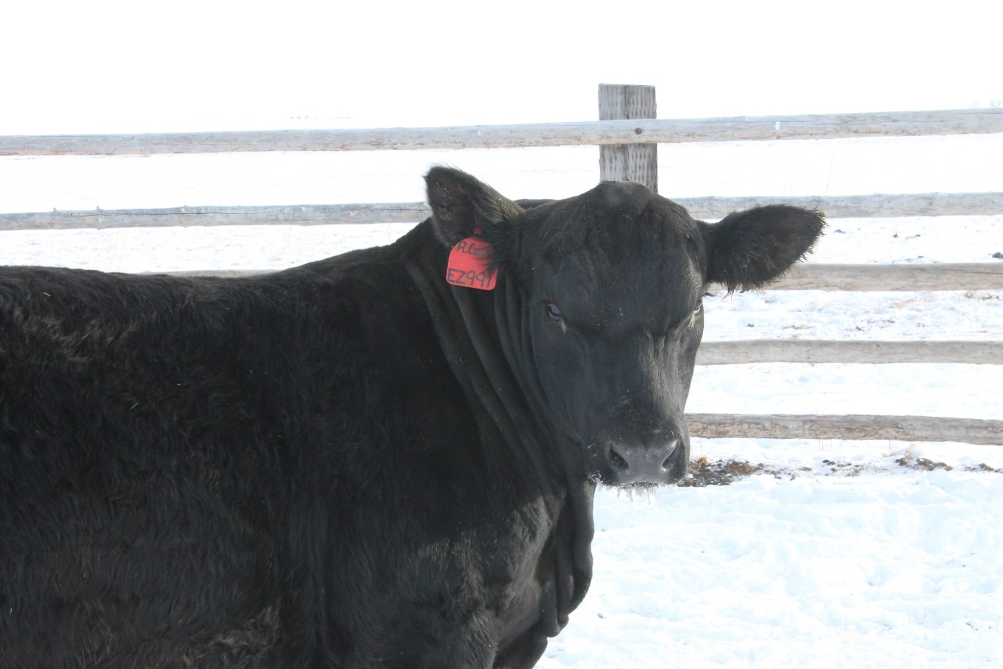 Open Gate Ranch 2023 Bill Pelton Livestock, LLC