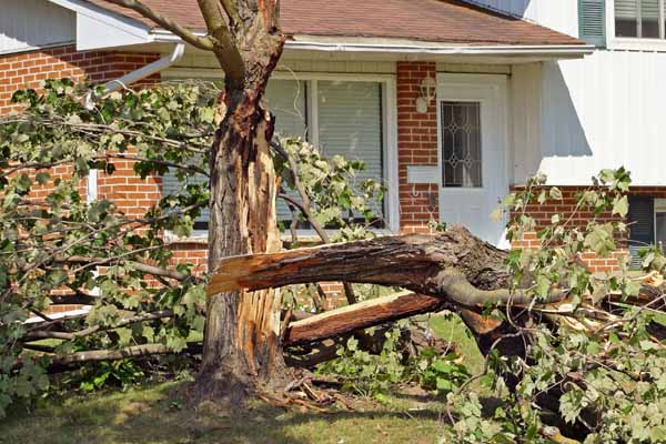 Bill Stephenson Tree Service Tree Removal Services