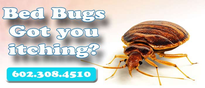 Bed Bug Control Chandler Az Chandler Bed Bug Treatment Exterminator