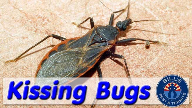 Kissing Bugs Pest Control Phoenix Az Best Bug Exterminator