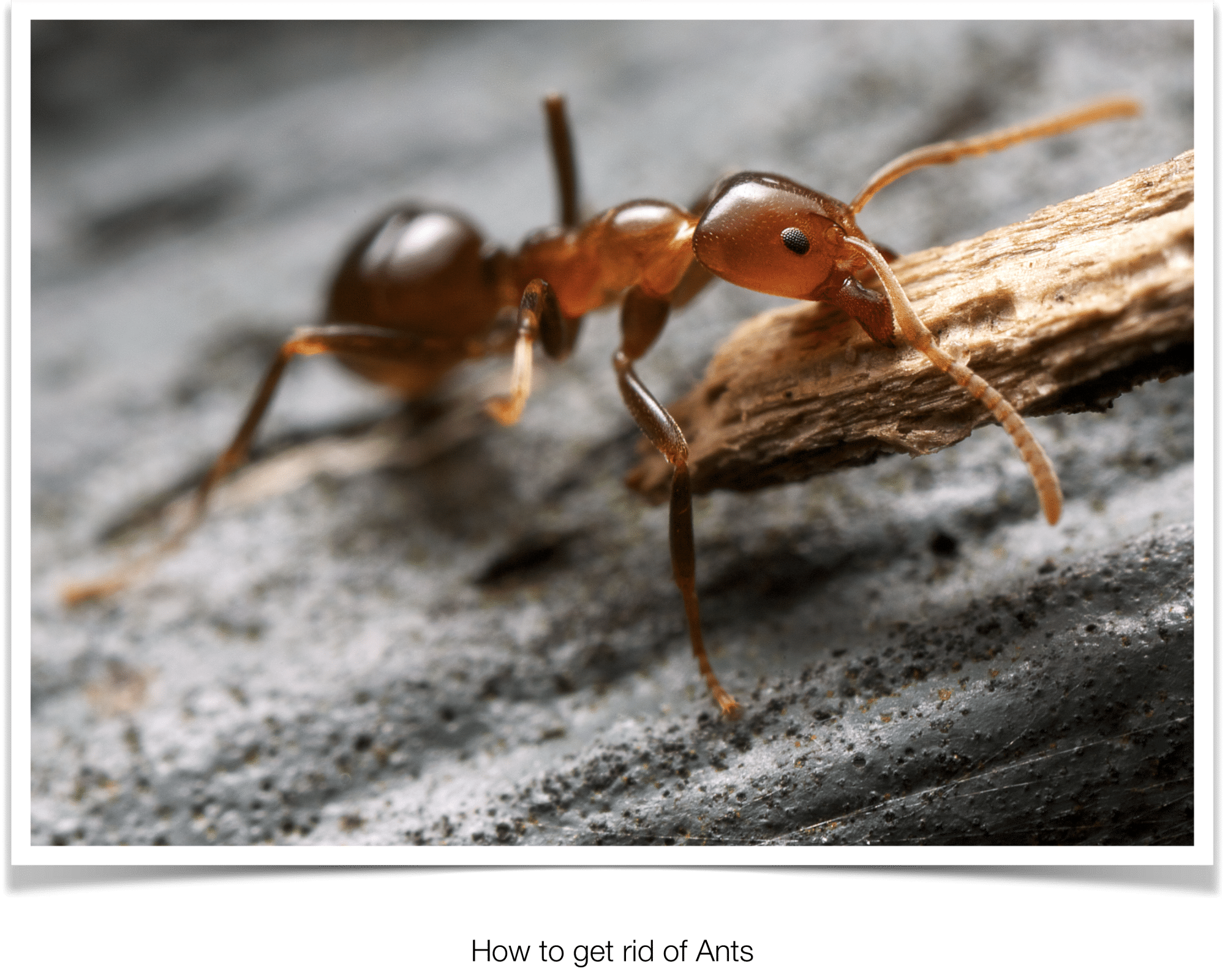 How To Get Rid Of Ants In Phoenix, AZ Ant Exterminator