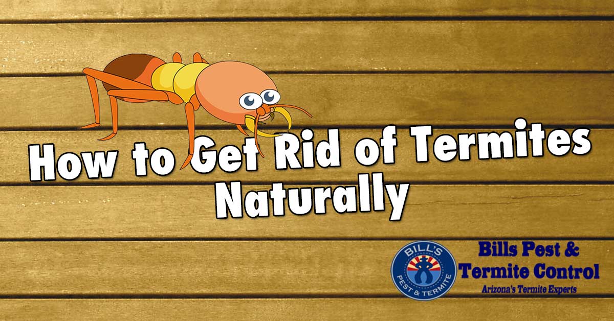 Want To Know How To Get Rid Of Termites In Phoenix Az?