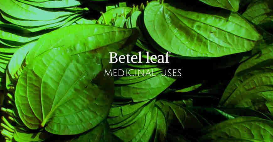 Medicinal Uses of Betel Leaf(Paan) bimbima