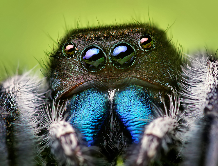Proving there is a spider sense Binghamton News