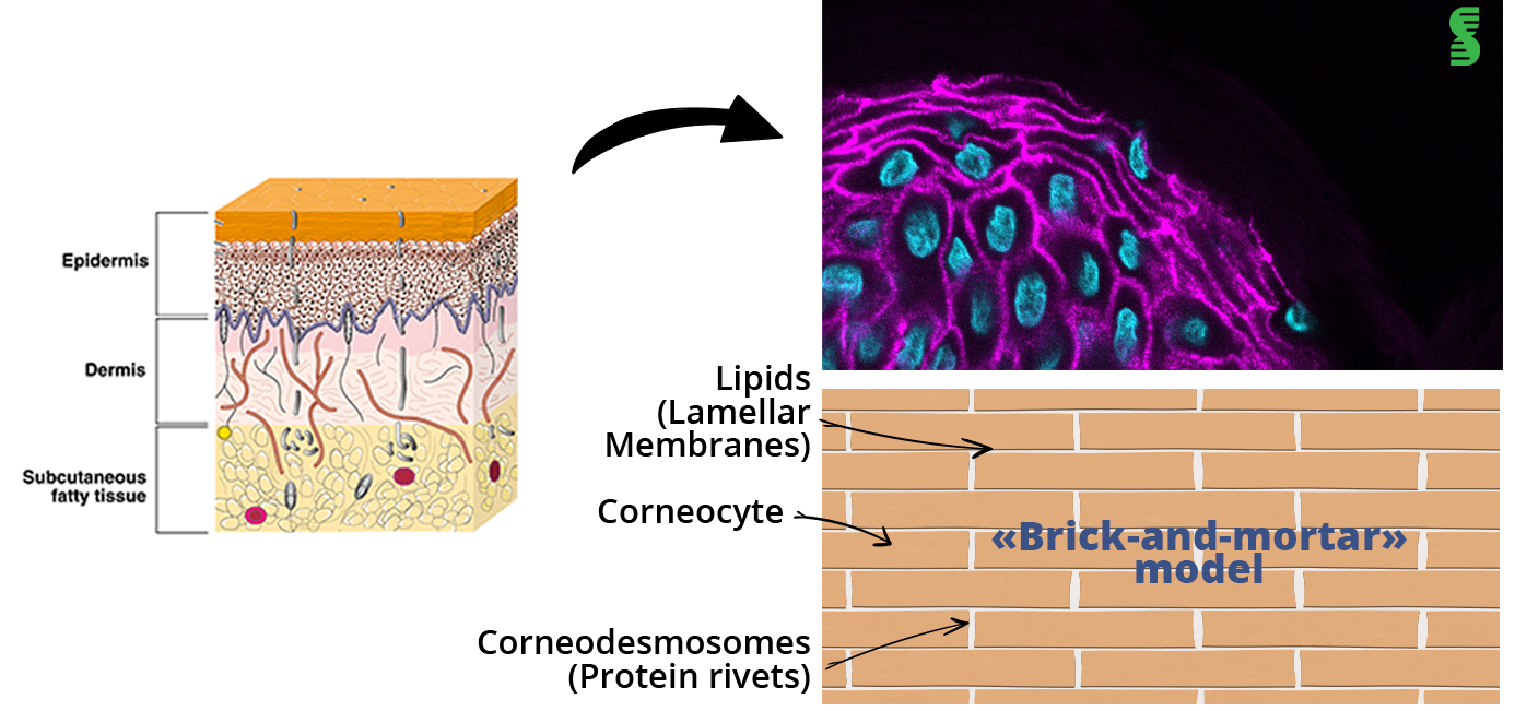 BioMeca GloMeca 6 Adhesion forces involved in skin barrier integrity