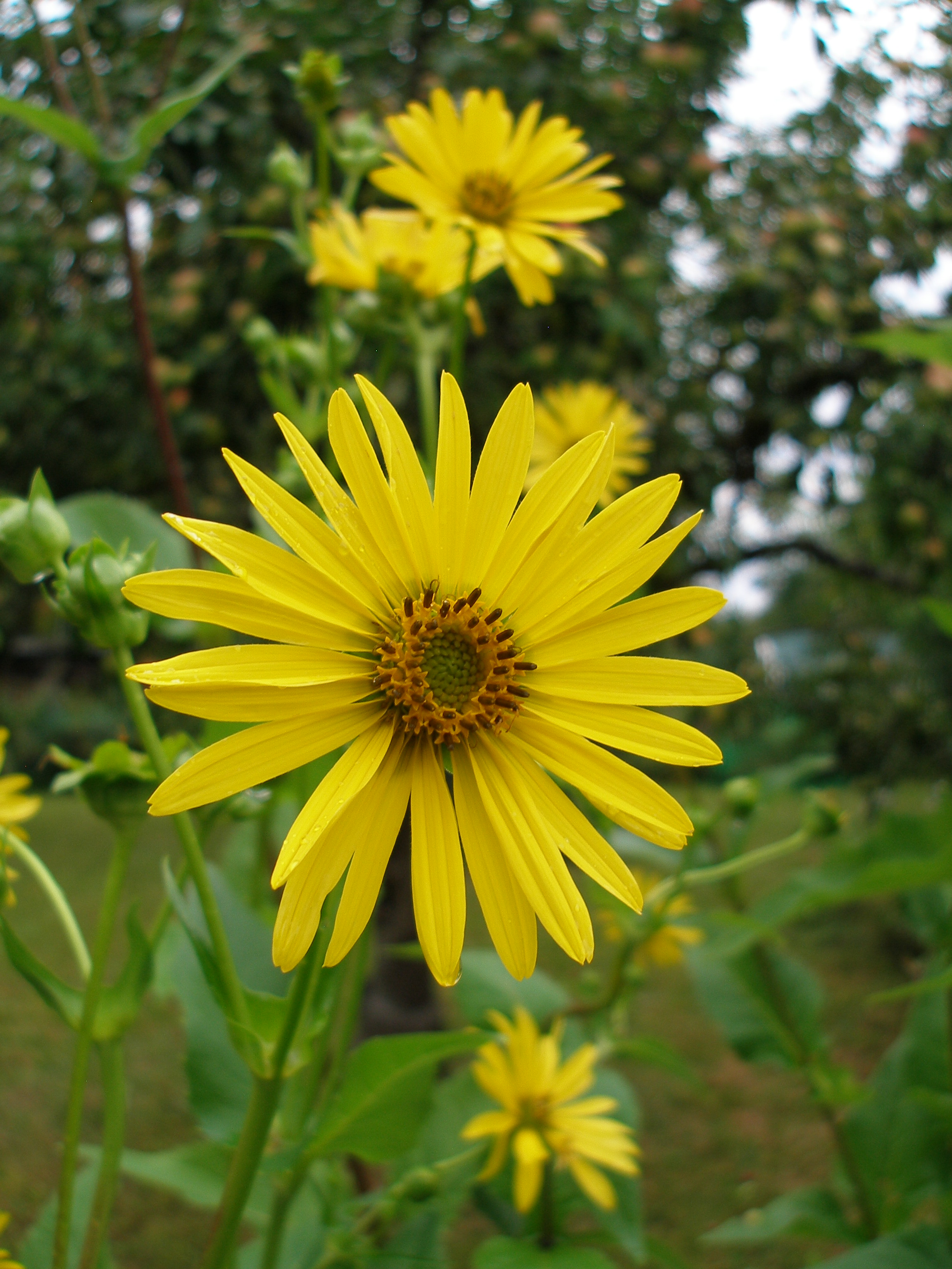 Becherblume (Silphium perfoliatum), Juli Oktober www.bionickl.de