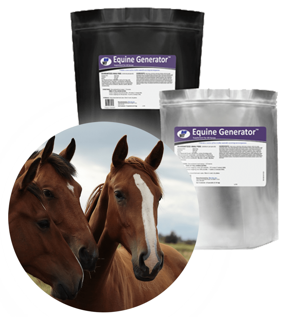 Equine Generator Landing Page BioVet