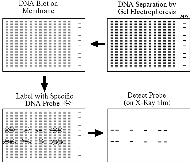Southern Blot Method