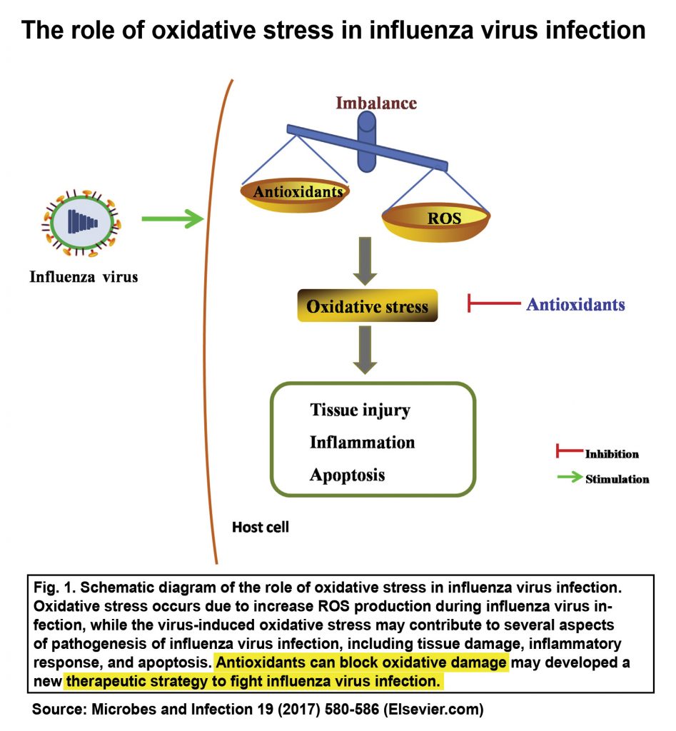 Oxidative Stress in Influenza Virus Infection FullerLifeC60