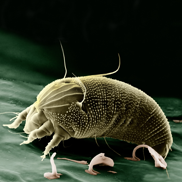 Russet mite BioBee