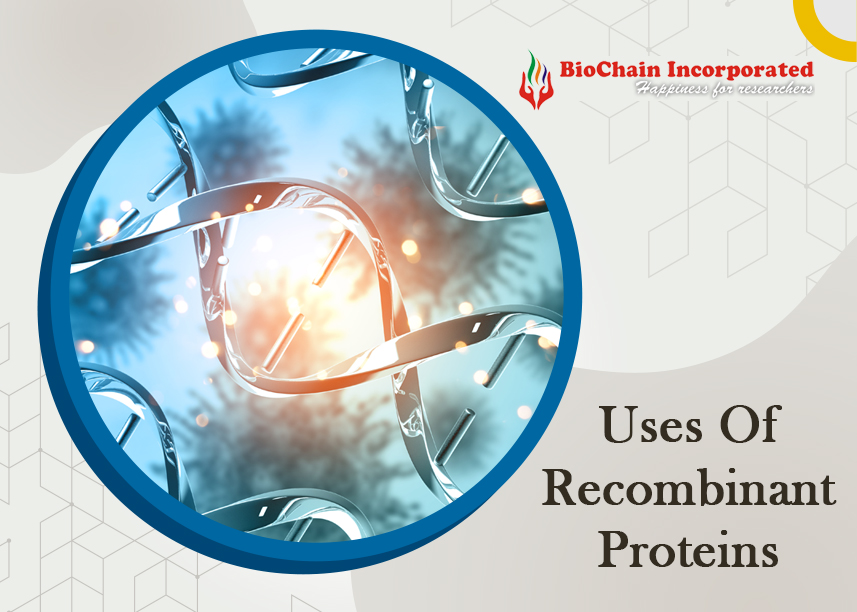 What Are The Various Applications Of Proteins?