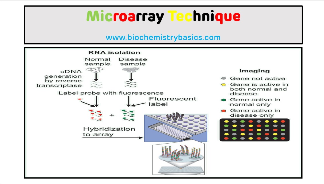 Microarray Technique Biochemistry Basics by Dr. Amit Maheshwari