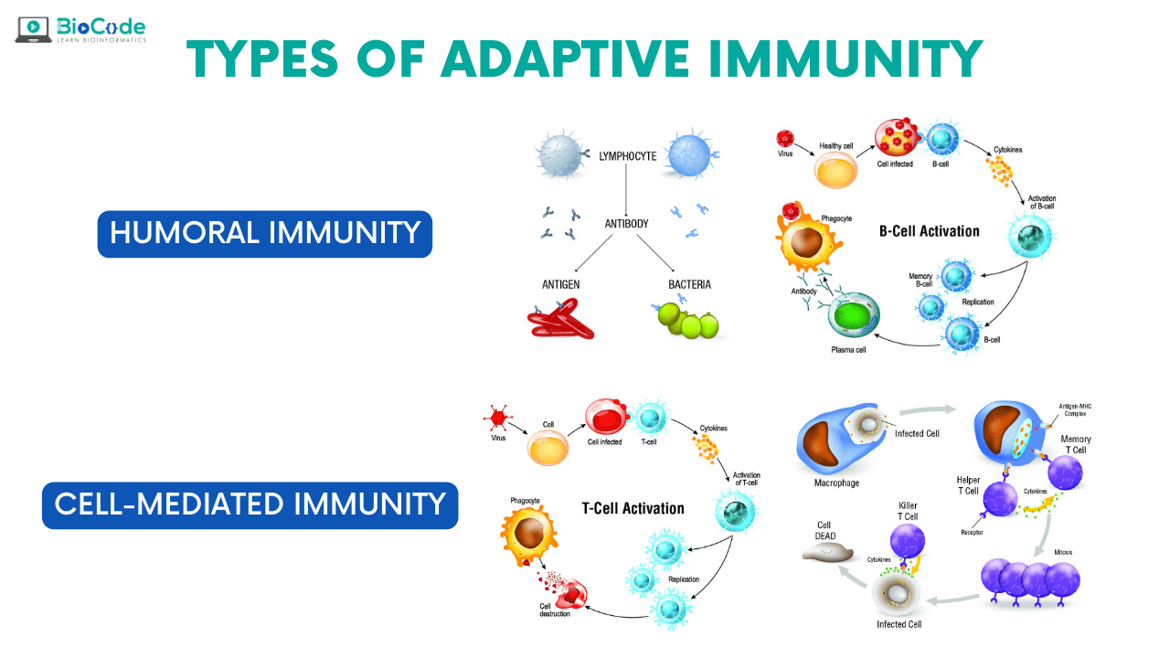 Adaptive Immunity BioCode