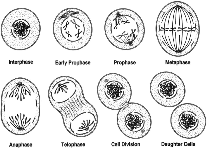 An interactive animation interactive animation showing the stages of animal cell mitosis. The Basics of Mitosis | Mitosis and Meiosis | Introduction ...