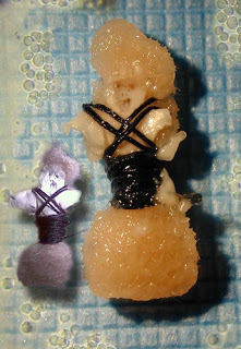 Bio Arte Obras De Arte Con Tejidos Vivos Bacterias Y Mas Biodisol