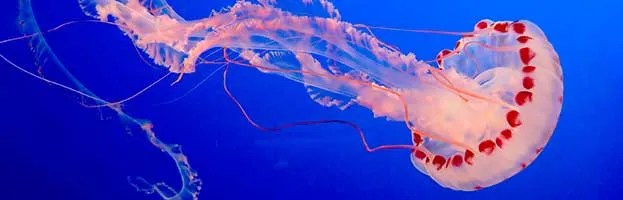 Jellyfish