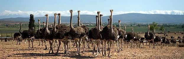 Ostrich