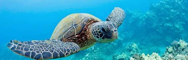 Jellyfish Predators Animal Facts and Information