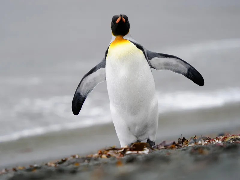 Penguin Anatomy BioExpedition