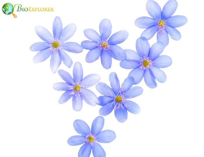 Top 43 BEST Blue Flowers Mesmerizing Blue Blossoms Pictures
