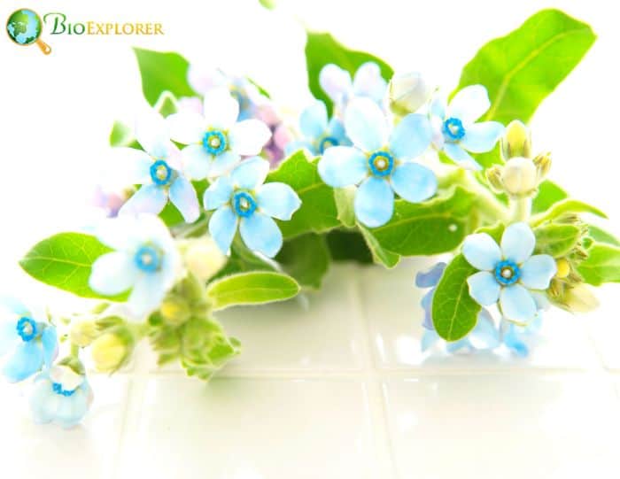 Top 43 BEST Blue Flowers Mesmerizing Blue Blossoms Pictures