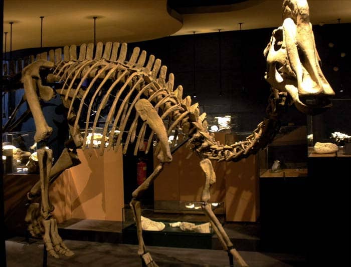 35+ dinosaurs that eat plants and meat RaeAtlanta