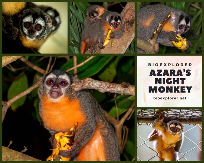 Azara's Night Monkey Characteristics Aotus azarae Facts