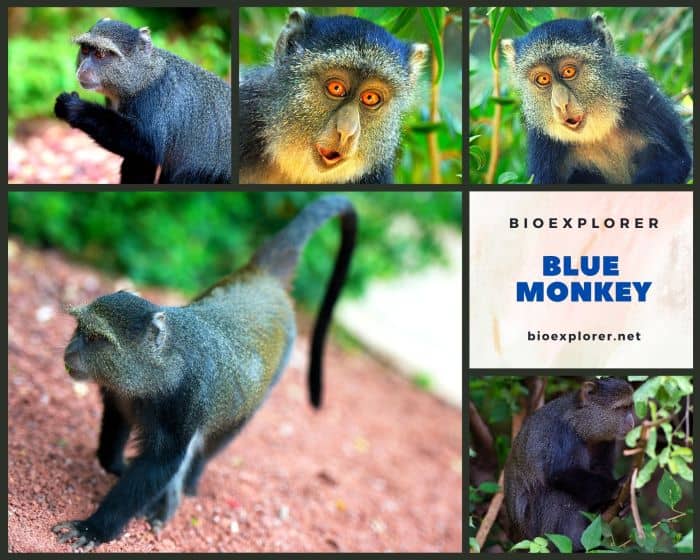 Blue Monkey Characteristics Samango Monkey Cercopithecus Mitis Diet