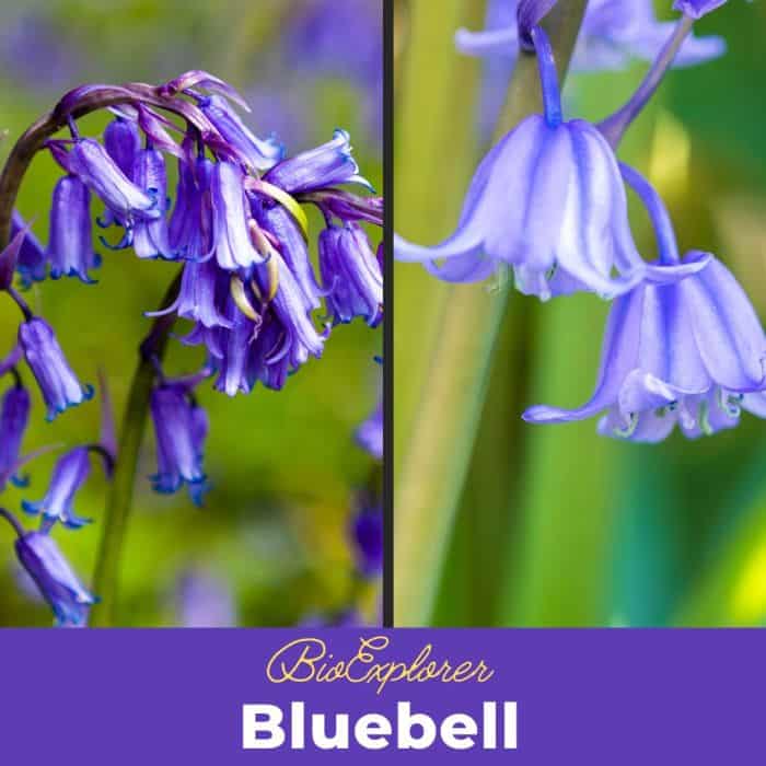Bluebell Flower Hyacinthoides nonscripta Fun Facts