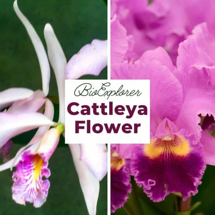Cattleya Flower Queen Orchid Corsage Orchid