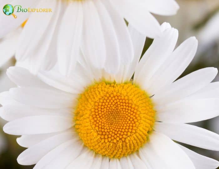 Chamomile Flower German chamomile Roman chamomile BioExplorer