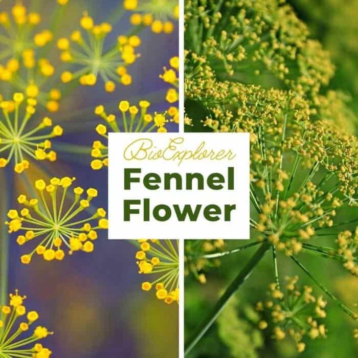 Fennel Flower Foeniculum vulgare Ancient Herb