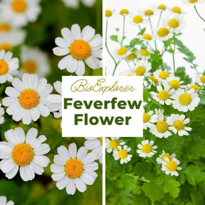 Feverfew Flower Tanacetum parthenium Pellitory