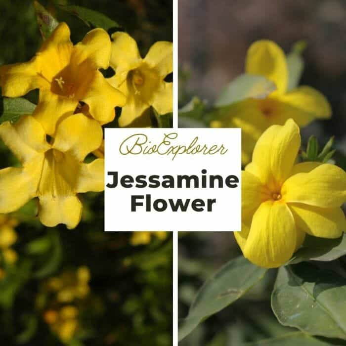 Jessamine Flower Gelsemium sempervirens