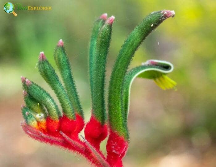 Kangaroo Paw Flower Anigozanthos flavidus Australian Flower