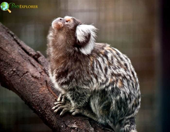Marmoset Monkeys Pygmy Marmosets 24 Marmoset Species