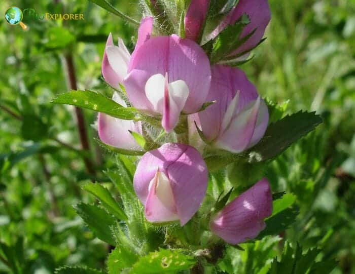 Restharrow Flower Ononis repens Zygomorphic Flowers