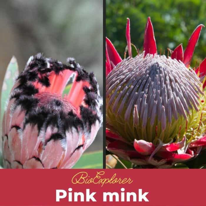 Pink Mink Flower Protea neriifolia Blue Sugarbush