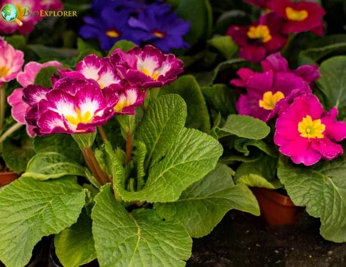 February Birth Flowers Primrose and Violet Symbolism & Meaning