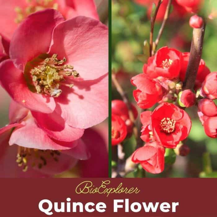 Quince Flower Cydonia oblonga Pale Pink Flower