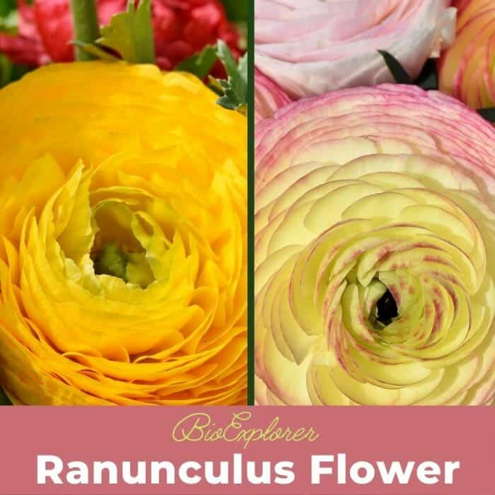 Ranunculus Flower Japanese Buttercup crowfoot BioExplorer