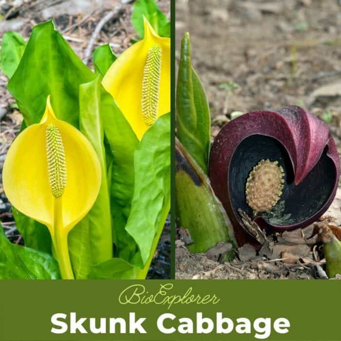Skunk Cabbage Flower polecat weed