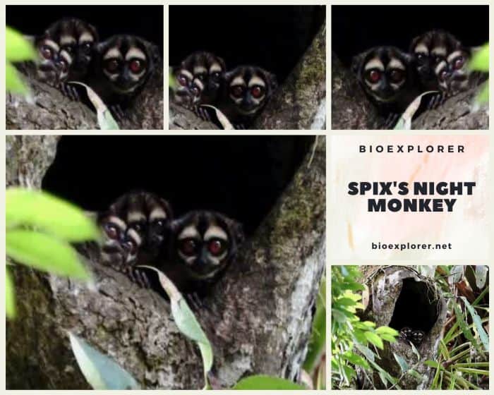 Spix's Night Monkey Characteristics Aotus Vociferans Facts