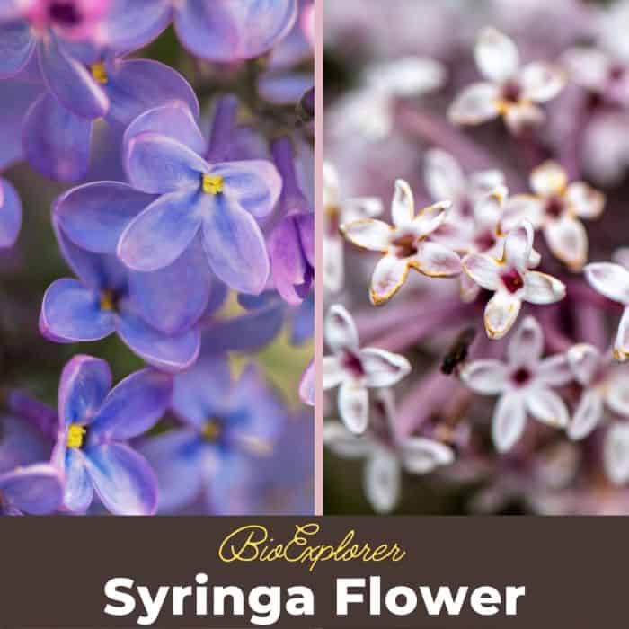 idaho state flower syringa Randi Thomason