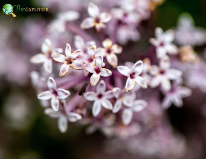 Syringa Flowers Idaho State Flower