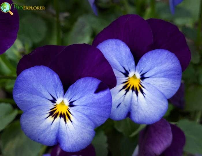 February Birth Flowers Primrose and Violet Symbolism & Meaning (2024)