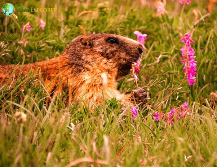 What Do Groundhogs Eat? Surprising Diets of Groundhogs BioExplorer