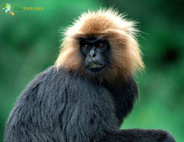 Nilgiri Langur Characteristics Semnopithecus Johnii Facts