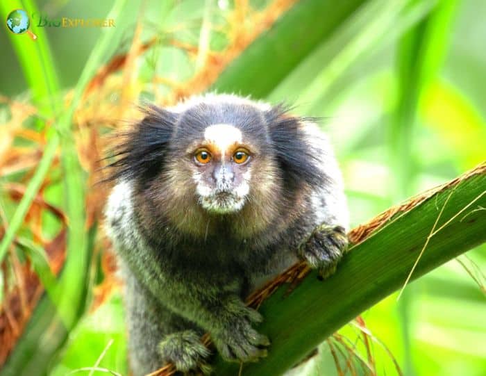 BlackTufted Marmoset Characteristics Callithrix Penicillata Diet & Facts