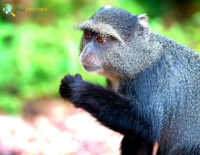 Blue Monkey Characteristics | Samango Monkey | Cercopithecus Mitis Diet